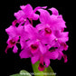 Cattleya bowringiana var. red sp. Orchid Plant - BS