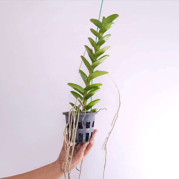 Trichoglottis philippinensis var. brachiata sp. Orchid Plant - BS