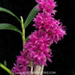 Dendrobium bracteosum sp. Orchid Plant - BS