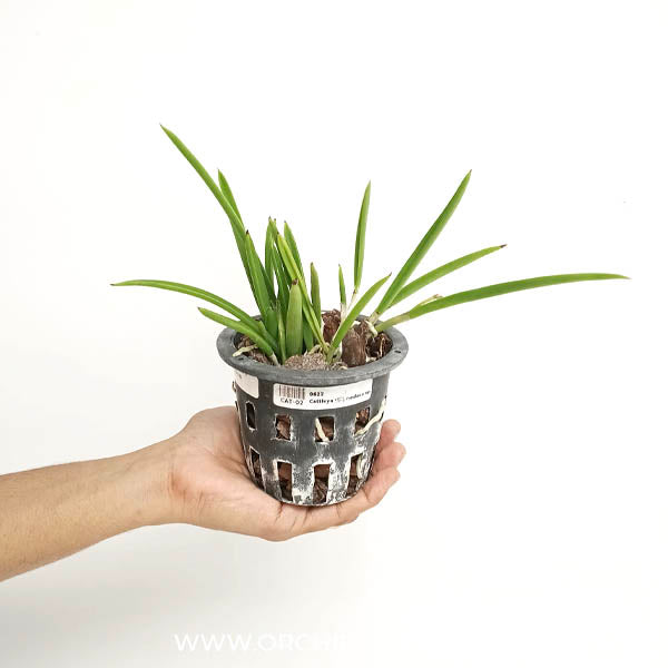 Cattleya (Br.) nodosa sp. Orchid Plant - FF