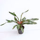 Bromeliad