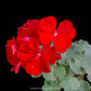 Geraniums- With Flowers