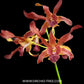 Dendrobium Brown Derby x lasianthera Orchid Plant - FF
