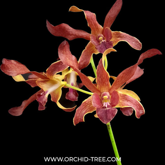 Dendrobium Brown Derby x lasianthera Orchid Plant - FF