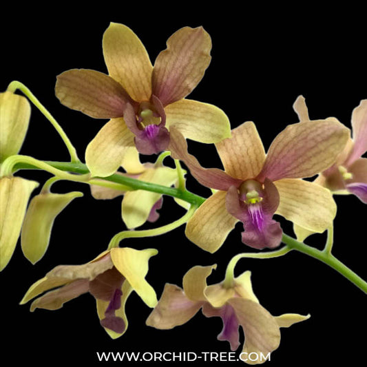 Dendrobium Ginger Bread - BS