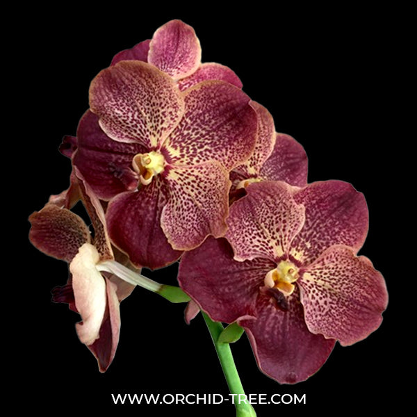 Vanda Kreingchai Brownie # 158 Orchid Plant - SS