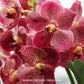 Vanda Kreingchai Brownie # 158 Orchid Plant - SS
