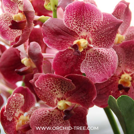 Vanda Kreingchai Brownie # 158 Orchid Plant - SS