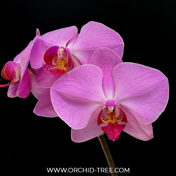 Phalaenopsis Shulong Pink Bubble Orchid Plant - FF