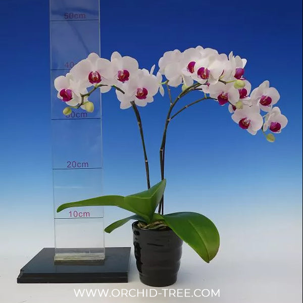 Phalaenopsis Bubblegum Orchid Plant - FF (Two open Flower)