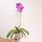 Phalaenopsis Shulong Pink Bubble Orchid Plant - FF