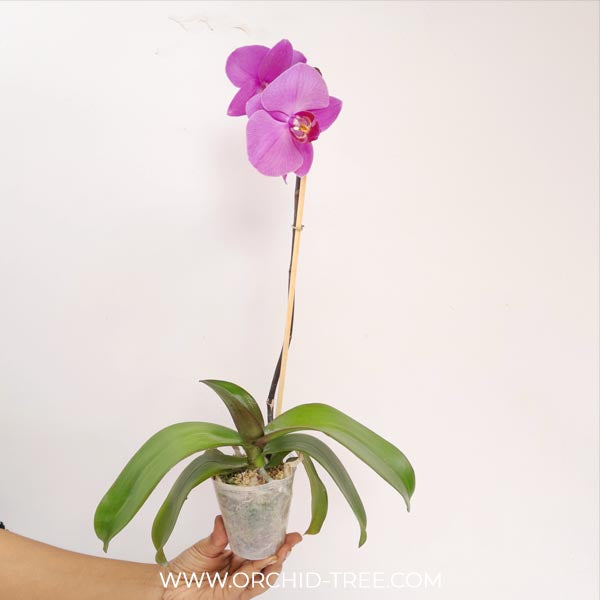 Phalaenopsis Shulong Pink Bubble Orchid Plant - FF
