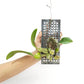Bulbophyllum morphologorum sp. Pink Orchid Plant - BS