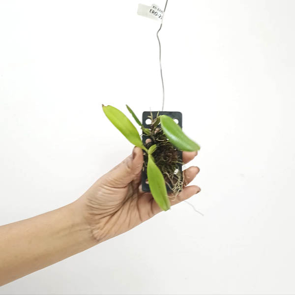 Bulbophyllum thiurum Sp. Orchid Plant - BS