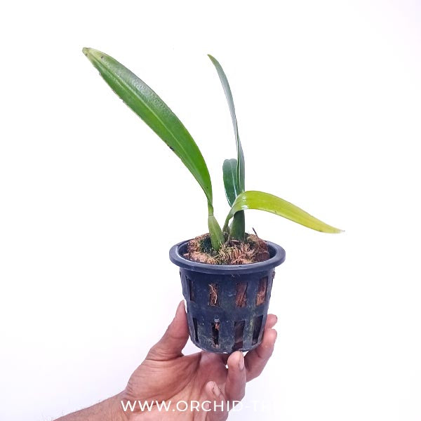 Bulbophyllum sanguineopunctatum sp. Orchid Plant - BS