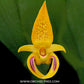 Bulbophyllum dearei sp. - MS