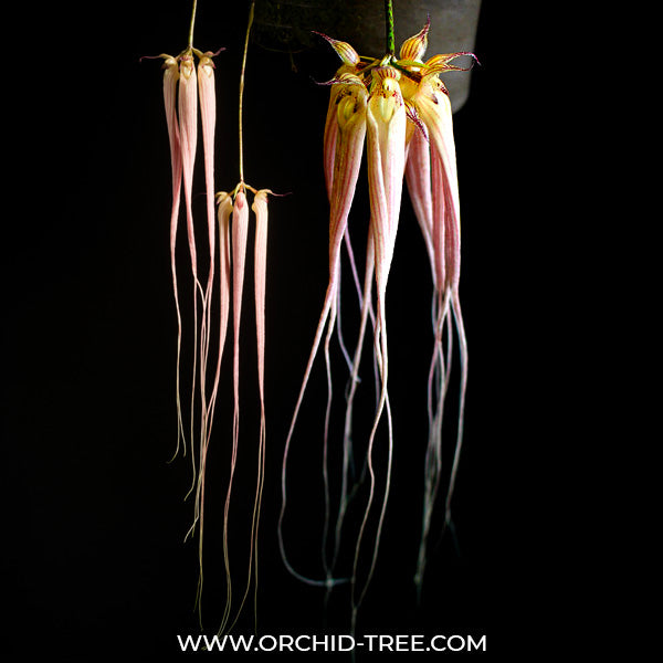 Bulbophyllum longissimum sp. - BS