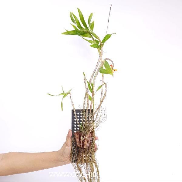 Dendrobium bullenianum sp. Orchid Plant - FF