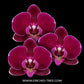 Phalaenopsis Bull's Eye Orchid Plant - FF