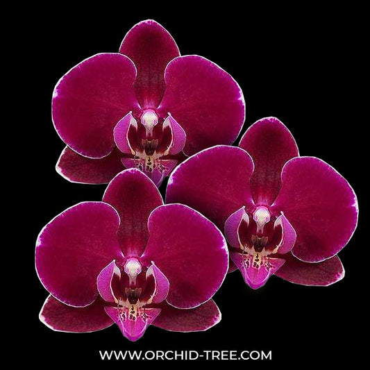 Phalaenopsis Bull's Eye Orchid Plant - FF