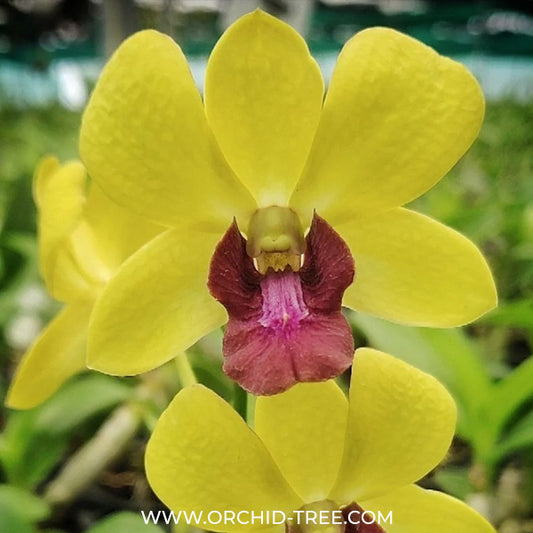 Dendrobium Burana Jade Orchid Plant - FF