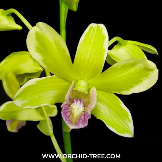 Dendrobium Burana Jade Variegated Leaves Orchid Plant - FF