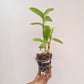 Dendrobium Burana Jade x lasianthera Orchid Plant - BS