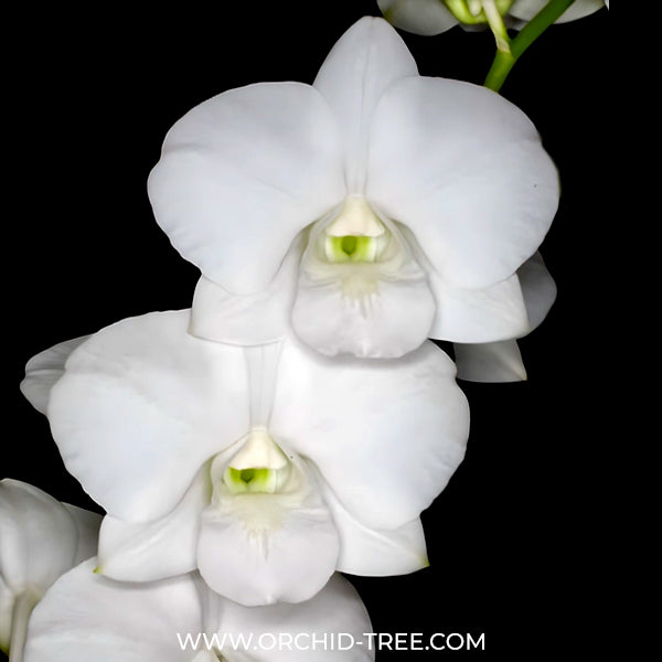 Dendrobium Burana White Giant - BS