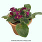 African Violet | Single Petal