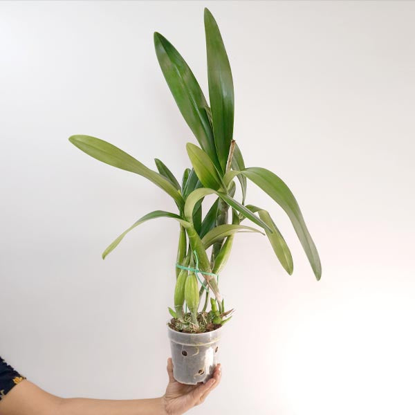 Cattleya (Myrmecophila) Burgundy Orchid Plant - BS
