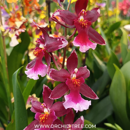 Oncidium (Burr) 'Barrocco Red' Orchid Plant - BS