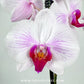 Phalaenopsis KV Butterfly Orchid Plant - FF