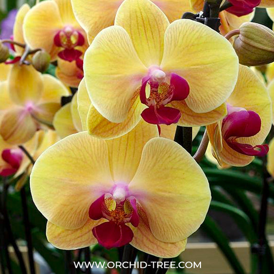 Phalaenopsis Beauty Butterfly Orchid Plant - FF