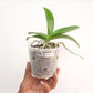 Phalaenopsis Butterfly Kisses Orchid Plant - BS