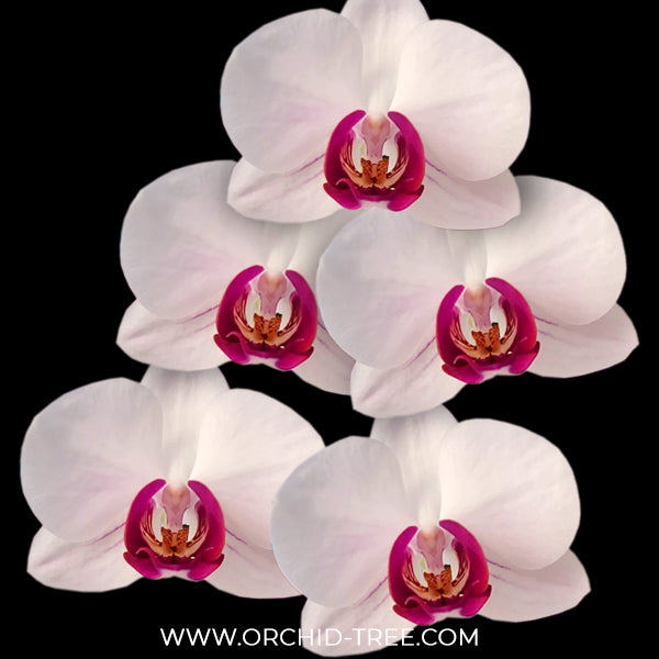 Phalaenopsis Bubblegum Orchid Plant - FF (Two open Flower)