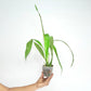 Coryanthes vasquezii 'Colombia' Orchid plant - BS