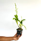 Dendrobium Gift by God Orchid Plant- FF