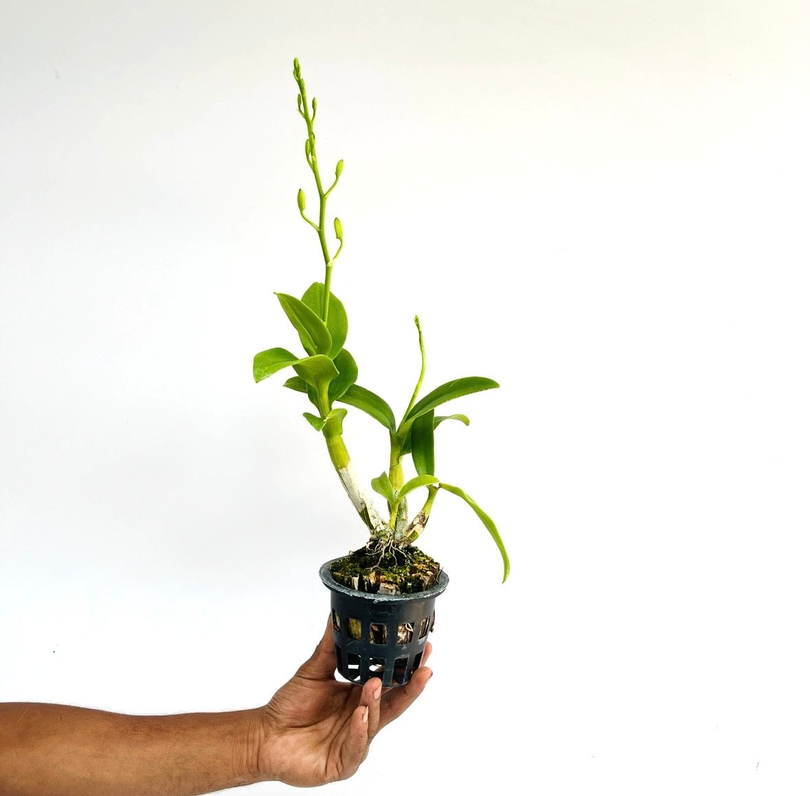 Dendrobium Gift by God Orchid Plant- FF