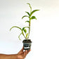 Dendrobium Ruby Red X Sakda Beauty Orchid plant - FF - Buy Orchids Plants Online by Orchid-Tree.com