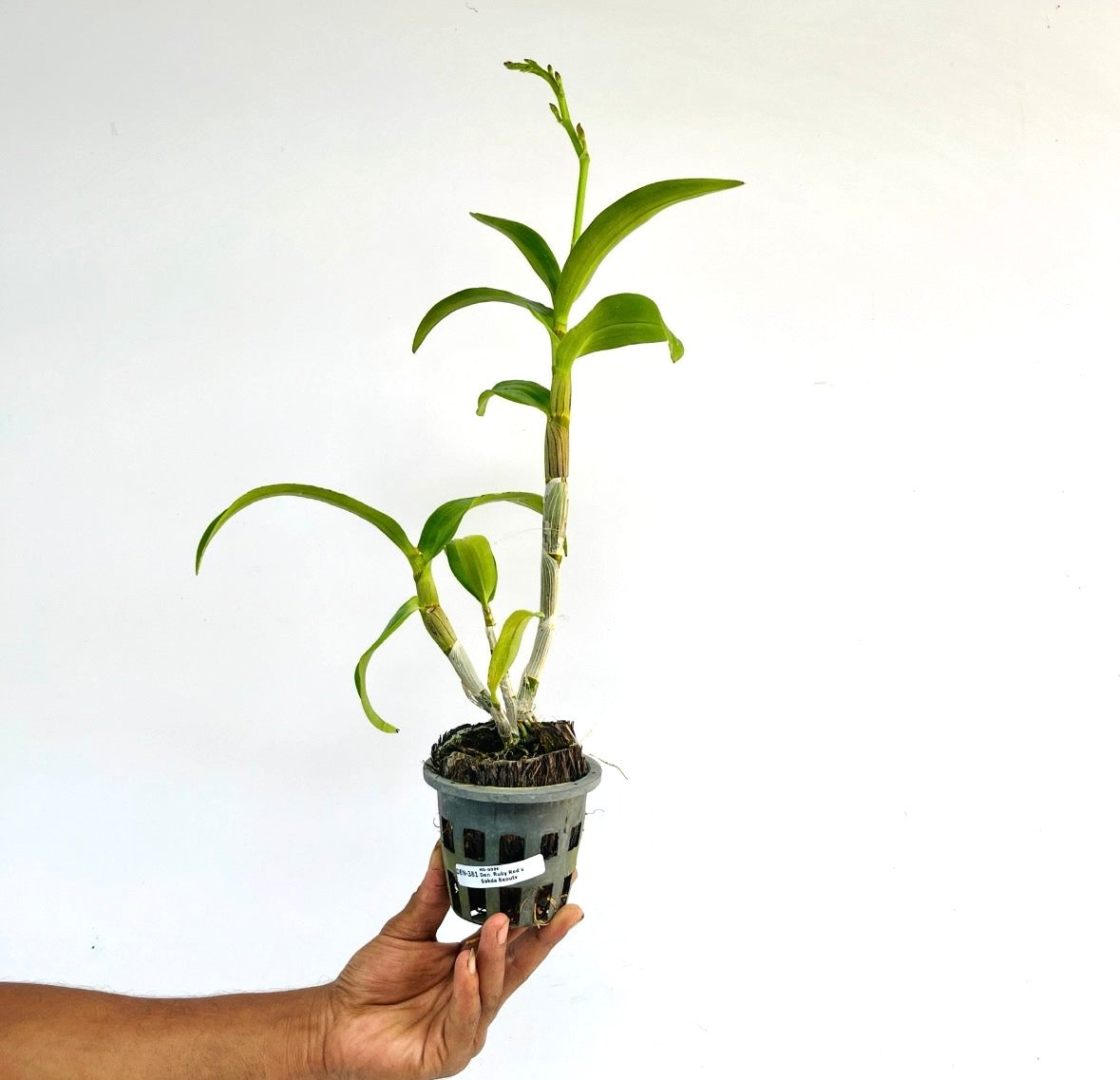 Dendrobium Ruby Red X Sakda Beauty Orchid plant - FF - Buy Orchids Plants Online by Orchid-Tree.com