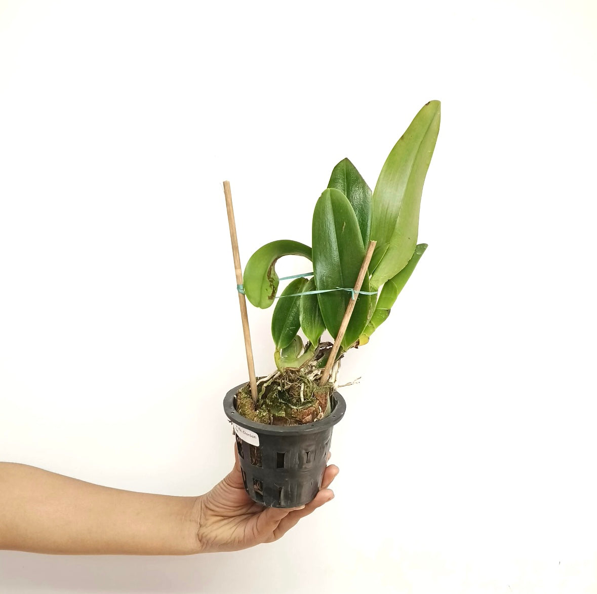 Cattleya (Rlc.) Chonburi Red Orchid Plant - BS