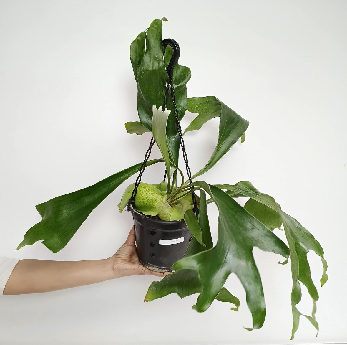 Staghorn Fern