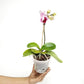 Phalaenopsis Miki Splash Butterfly Orchid Plant - FF