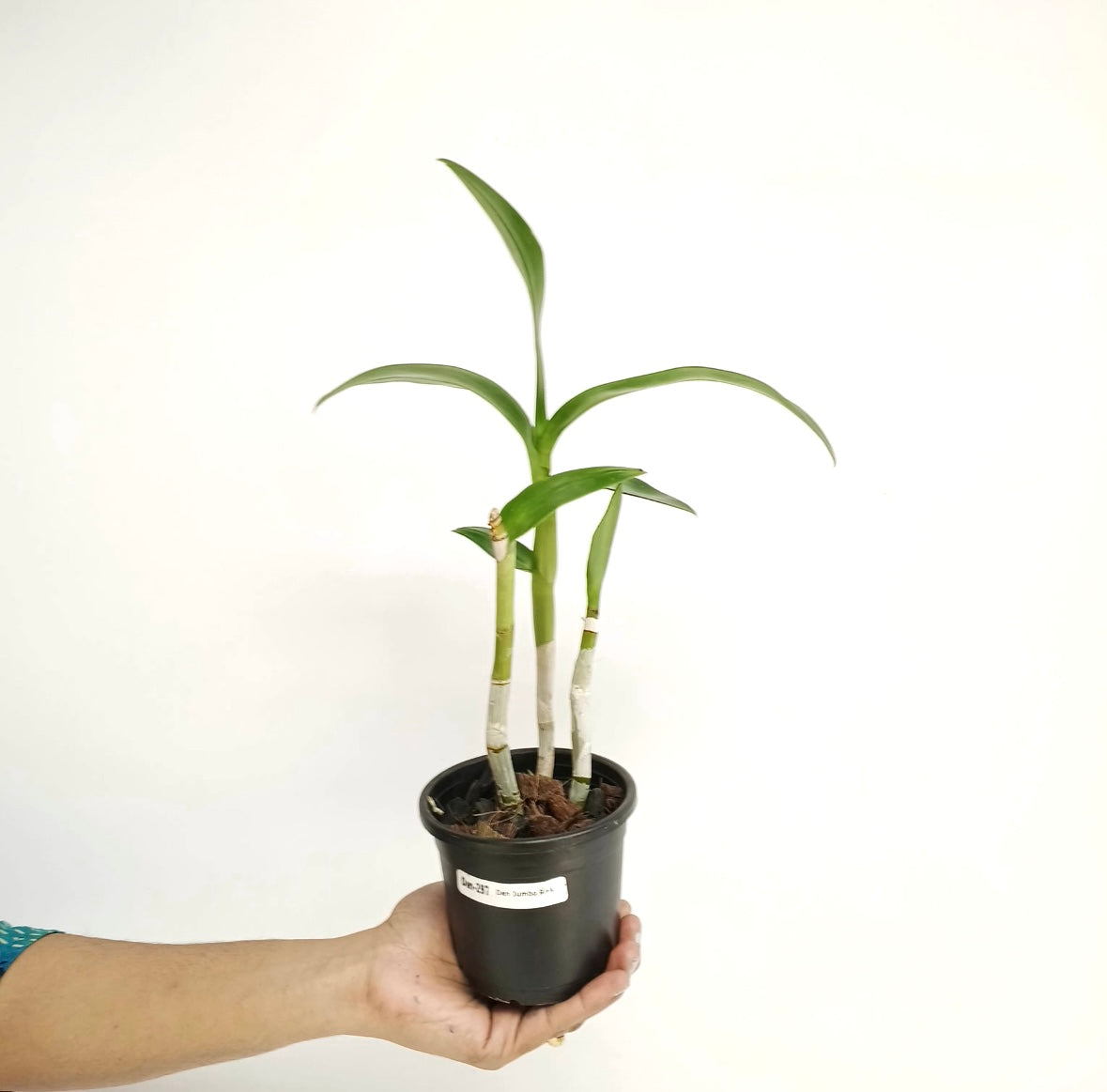 Dendrobium Jumbo Pink Orchid Plant - BS