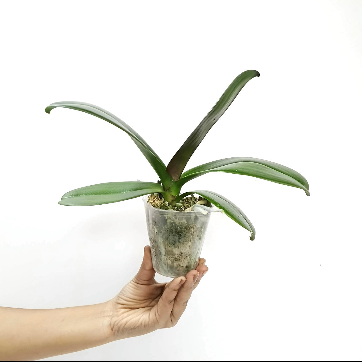 Phalaenopsis Lianher Omega Orchid Plant - FF