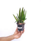 Cattleya Jairak 'Kiku' Orchid Plant - BS - Buy Orchids Plants Online by Orchid-Tree.com