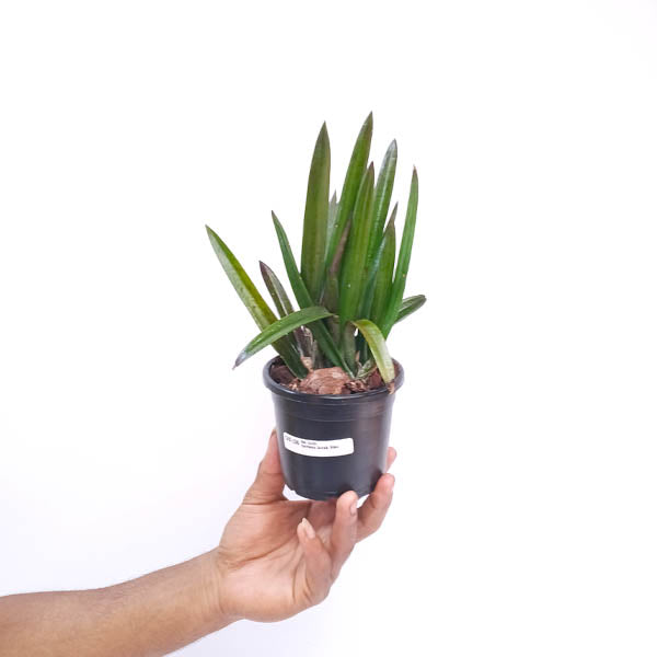 Cattleya Jairak 'Kiku' Orchid Plant - BS - Buy Orchids Plants Online by Orchid-Tree.com