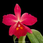 Cattleya Kozo's Scarlet 'Vi-Emi' Orchid Plant - BS