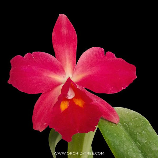 Cattleya Kozo's Scarlet 'Vi-Emi' Orchid Plant - BS