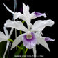 Cattleya (Laelia) purpurata var. werkhauseri sp. Orchid Plant - MS